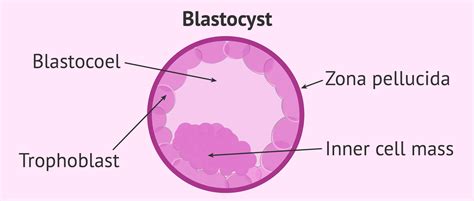 Parts of a blastocyst embryo