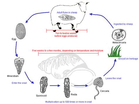 Lifecycle of Liver Fluke | SCOPS