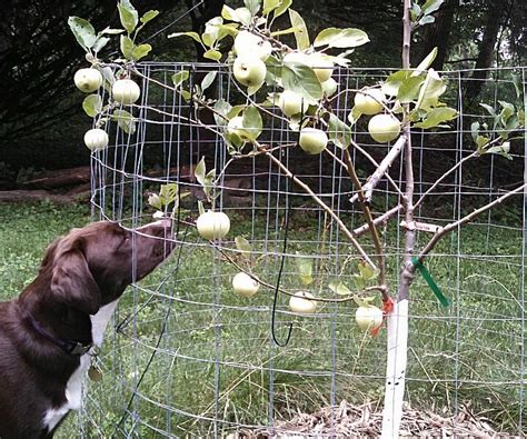 Grafting a Multi-variety Apple Tree. : 10 Steps (with Pictures) - Instructables