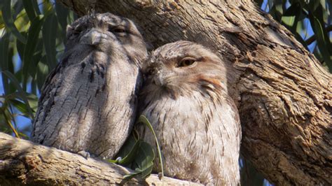 Blog | Tawny Frogmouths nesting in Batesford’s habitat