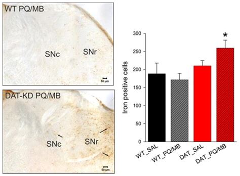 Effects of decreased dopamine transporter levels on nigrostriatal neurons and paraquat/maneb ...