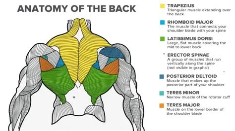 20 Cable Machine Back Exercises (With Back Workout Routine)