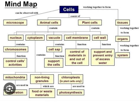 draw a mind map to show cell component, cell organelles it's ...