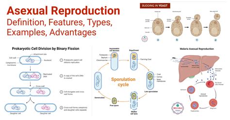 Asexual Reproduction: Features, Types, Examples