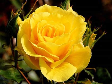 Growing Roses As Indoor Houseplants - Boldsky.com