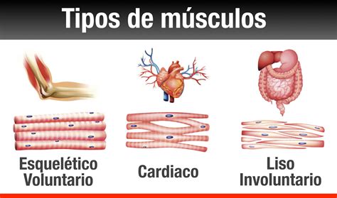 morfofisiología-anglo