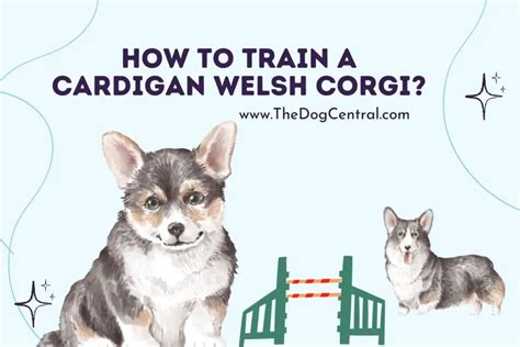 How to Train a Cardigan Welsh Corgi? | The Dog Central