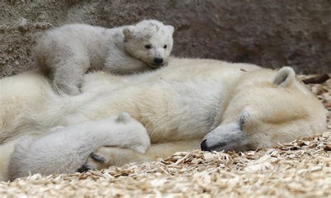 Polar Bear Cubs at Munich Zoo Hellabrunn | Time