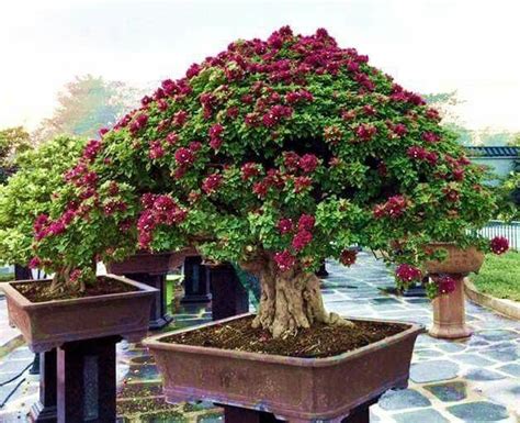 Pin by G. A. Oakes on Bonsai | Bonsai, Pohon, Bunga