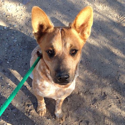 Adoptable doc at Pima Animal Shelter. I walker her at a volunteer event ...