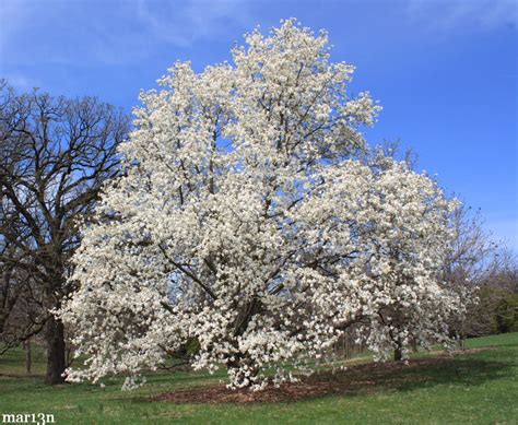 Northern Japanese Magnolia - Magnolia kobus var 'borealis' - North American Insects & Spiders