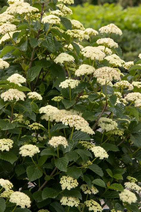 Arrowwood Viburnum