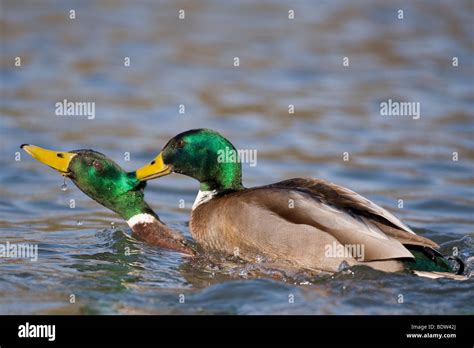 Two drakes fighting hi-res stock photography and images - Alamy