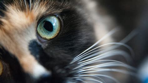 Treating Cat Conjunctivitis - VetMedX Animal Wellness