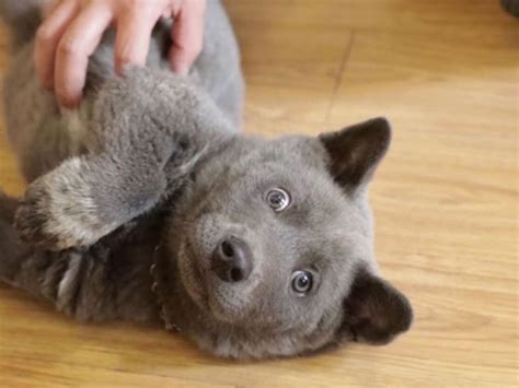 Puppy that looks like a cat-dog hybrid wins fans online | Belleville Intelligencer