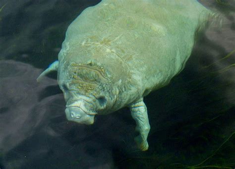 Baby Manatee Photograph by Carla Parris