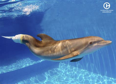 Come see Winter and Hope! Just minutes from the Cottage. | Marine aquarium, Clearwater marine ...