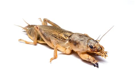 Mole Cricket Alert – NC Turf Bugs