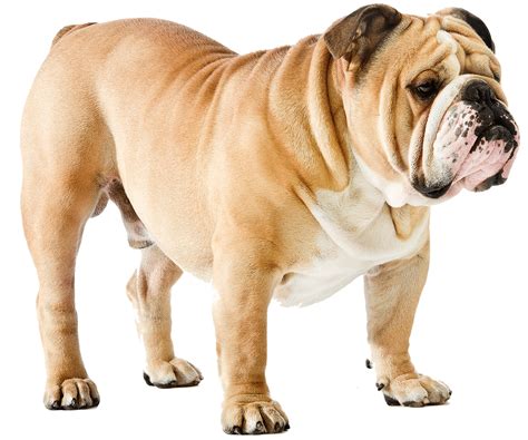 Dog PNG transparent image download, size: 1400x1169px