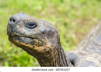 Portrait Komodo Dragon Closeup Indonesia Komodo Stock Photo 347536667 ...