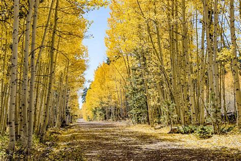 Kaibab National Forest - Things To Do, Hiking, Entrance Fee, Camping, Map