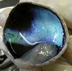 Tapetum lucidum - Wikipedia