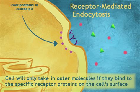 Receptor Mediated Endocytosis Animation