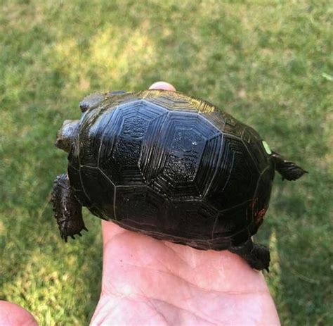 Baby Aldabra Tortoises - Tortoise Mart