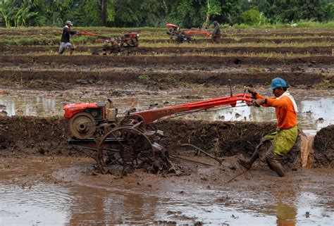 Sketsa Petani Membajak Sawah Dengan Kerbau : Kumpulan gambar untuk Belajar mewarnai: Mewarnai ...