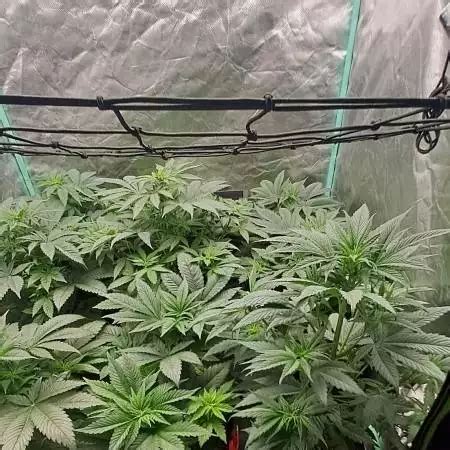 Frozen Black Cherry Auto Strain Info / Frozen Black Cherry Auto Weed By Anesia Seeds - GrowDiaries