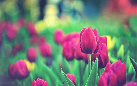 Tulips Garden - Wallpaper, High Definition, High Quality, Widescreen