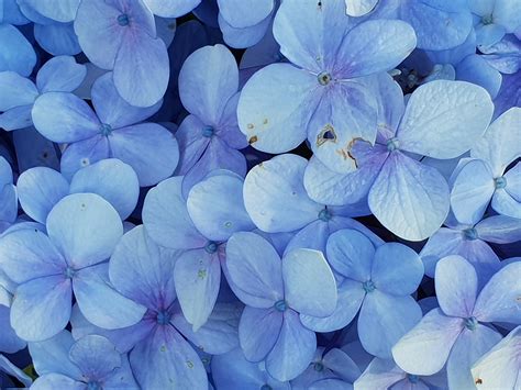 Blue Flowers Background