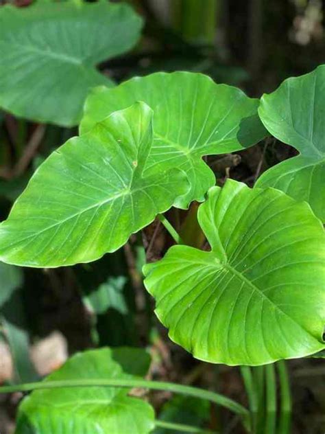 Is Elephant Ear Plant Edible - octopussgardencafe