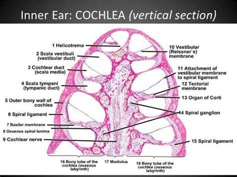 Cochlea Histology