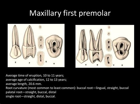 Root canal morphology nidhi