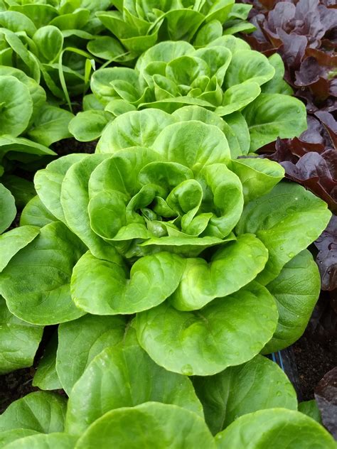 - 'Buttercrunch' Butterhead lettuce - Windswept Farm - RE Farm Café