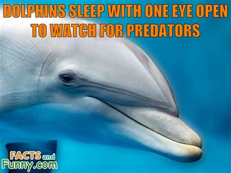 Fact about dolphins, sleep and eyes.