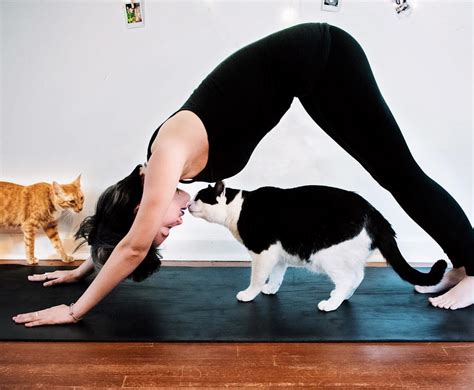 Yoga with Cats - Helping Paws Animal Shelter