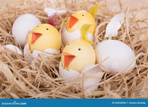 Hatching Easter Egg Chicks stock photo. Image of holiday - 50330396