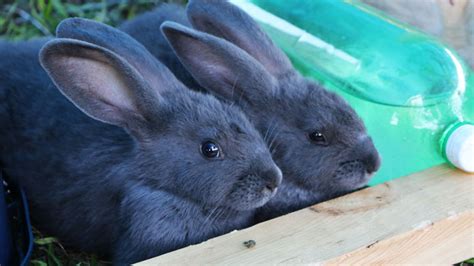 Blue American Rabbit. Developed in 1917 by Lewis Salisbury (who never ...