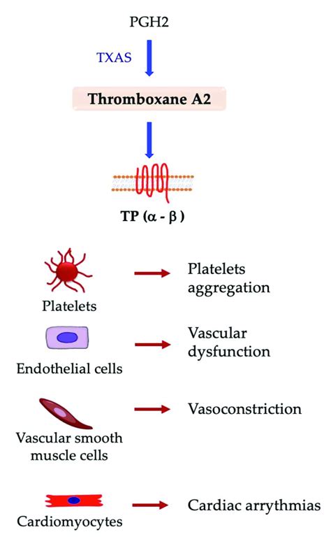 Responses elicited in different cell types by interaction between ...