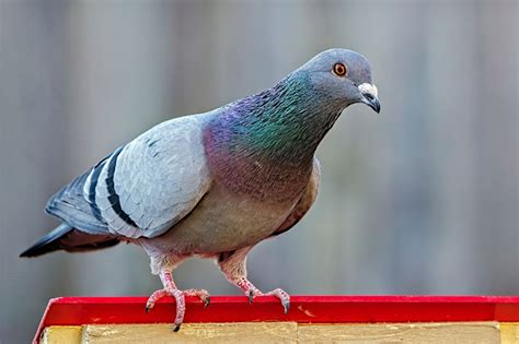 The Ultimate Guide To Domestic Pigeons - NE Pigeon Supplies