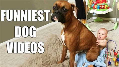 *Try Not To Laugh Challenge* Funny Dogs Compilation [MU... | Doovi