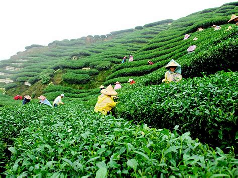 Neptune Blog | The Famous Assam Tea