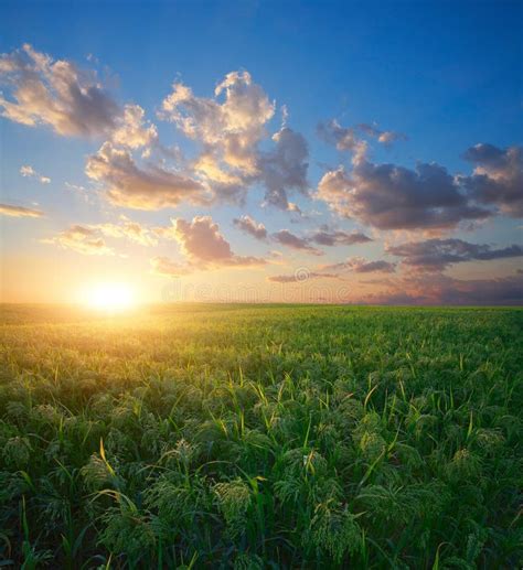 Millet field (sorghum) stock image. Image of landscapes - 75762937