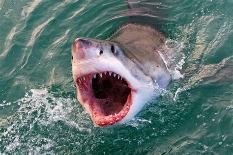 The deadliest and most dangerous shark species | Grande tubarão branco, Tubarão branco, Mordidas ...