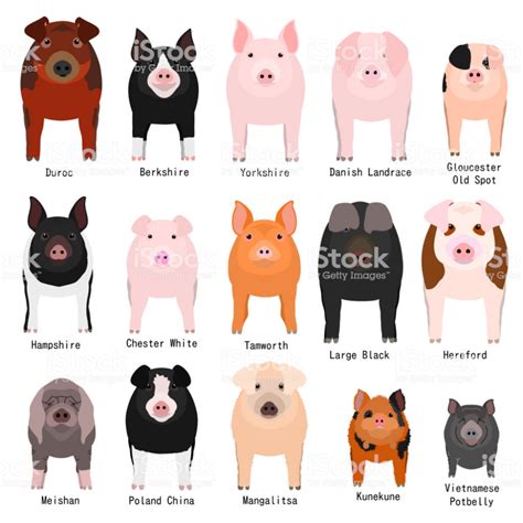 pigs chart with breeds name royalty-free pigs chart with breeds name stock illustration ...