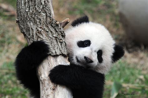 Cute Baby Panda Wallpapers Group (60+)