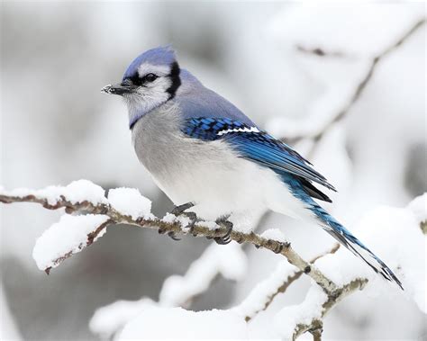 hiver bel oiseau-Bird Photographie Fond d'écran Aperçu | 10wallpaper.com