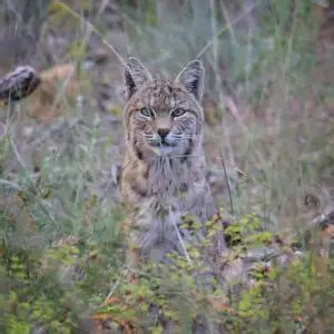 Bobcat - Facts, Diet, Habitat & Pictures on Animalia.bio